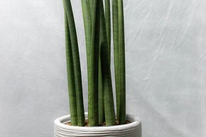Sansevieria cilindria grande
